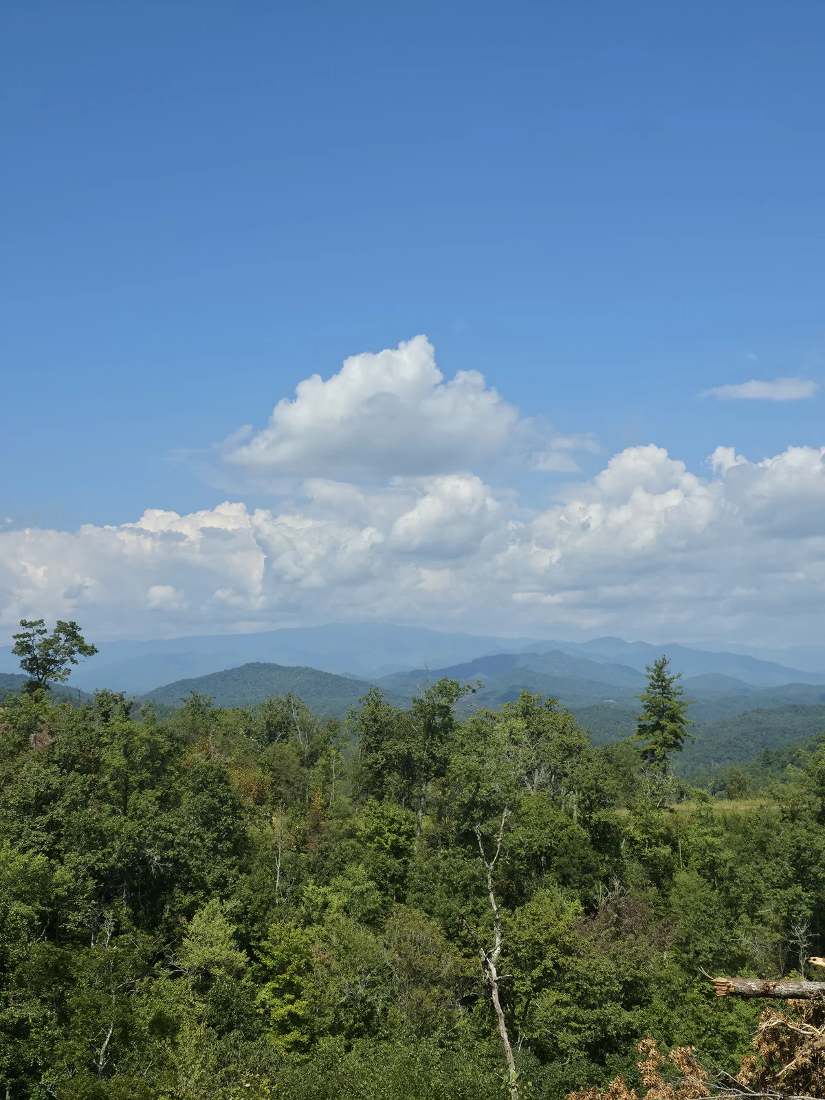 Vertical photograph of trees and distant mountain ridges from the supplied Lot 10 photo set