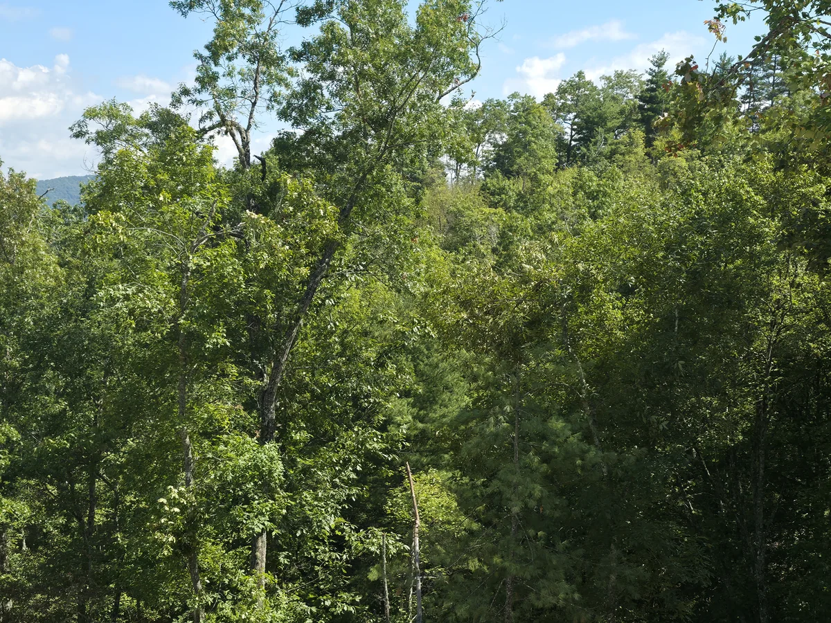 Sunlit trees and leafy woodland from the supplied Lot 10 photo set