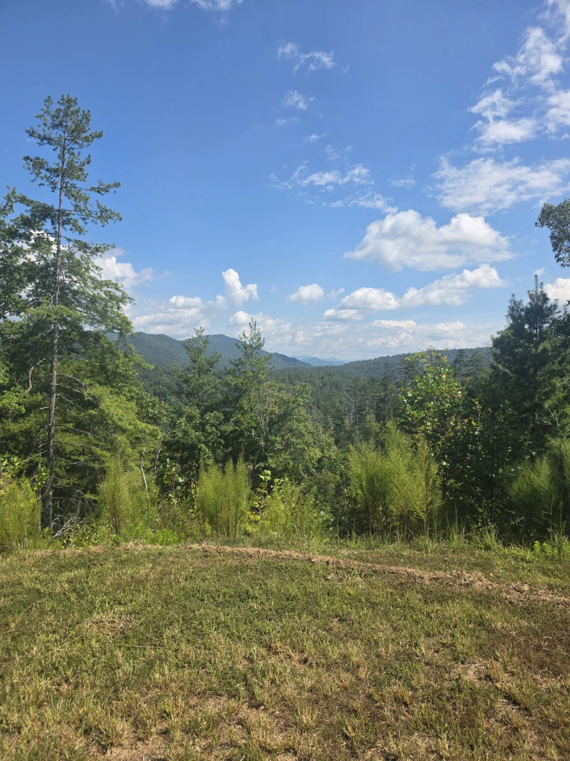 Portrait photograph of forest and distant ridges from Lot 4