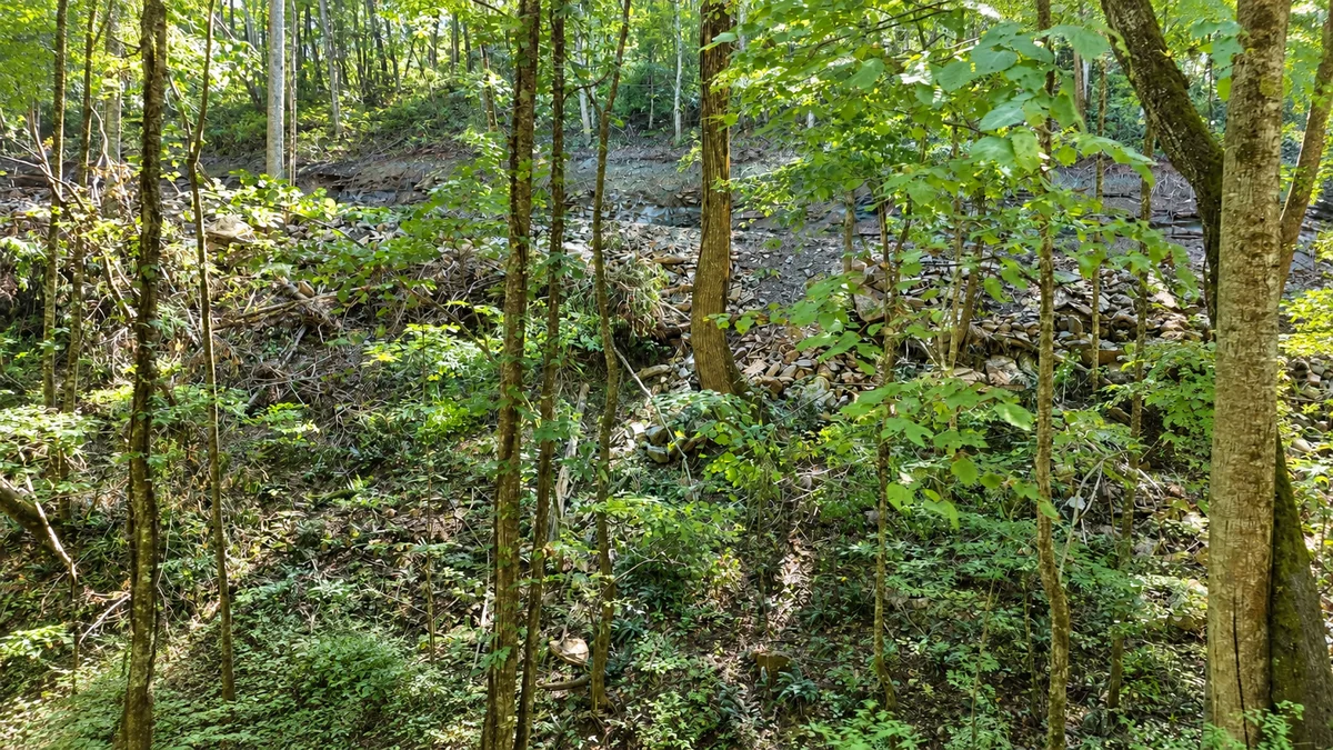 Sunlit woodland and a rock-strewn hillside from the Lot 8 Valley View photo set