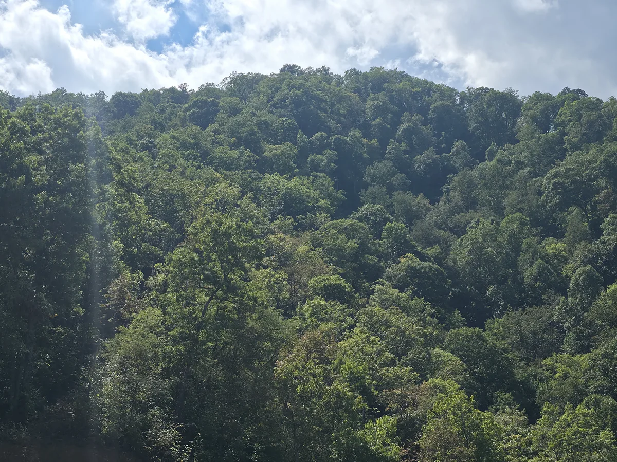 Green tree canopy on a hillside in the supplied Lot 9 photograph